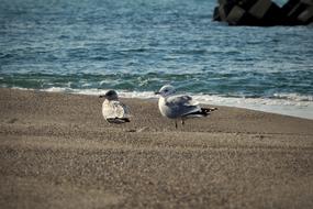 irresistible Animal Sea Beach