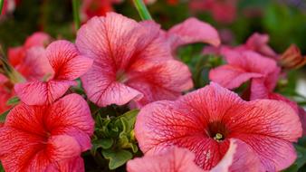 Beautiful red Flowers closeup photo