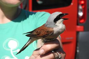 Shrike Lanius Collurio bird