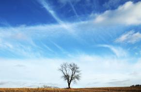 Tree Alone Life