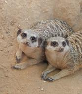 goodly Two Meerkats Mammal