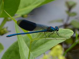 goodly Dragonfly Insect blue