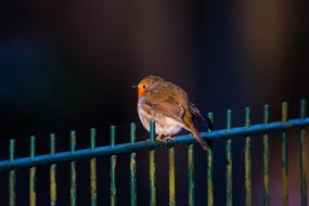 robin bird is sitting on a metal fence