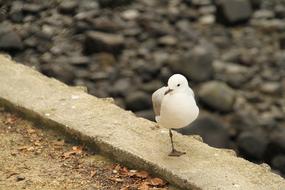 gull stands on one leg on stone