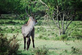 antelope runs on green grass in Africa