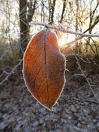 Frost Cold Frozen