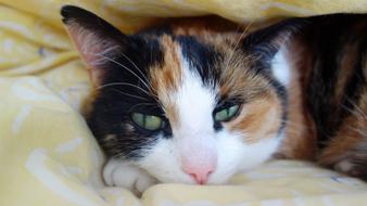 relaxed cat with green eyes close up