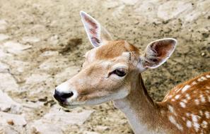 forest Deer Wildlife