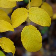 Rugosa Rose Leaves at Autumn