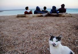 Cat and people on sea