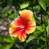 Flower Hibiscus Floral