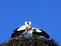 cuddling storks in nest