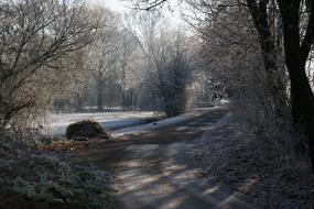 Trees Winter Snow