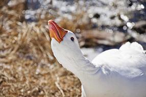 angry white goose near the water