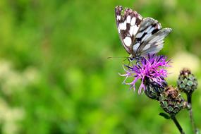 Butterfly Green Natural