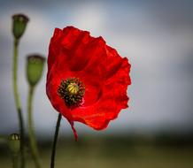 Red Poppy Flower in wilderness