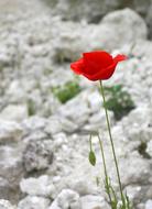 Red Flower Petals in spring