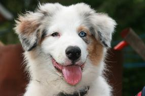 Australia Shepherd Puppy