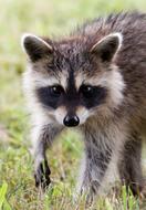 raccoon cub is walking on the grass