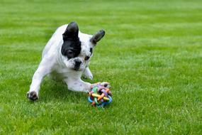 Beautiful and cute, black and white French bulldog playing with the colorful toy on green grass