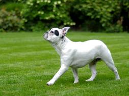 perfect Dog French Bulldog Walk