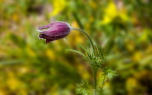 Flower Plant Nature