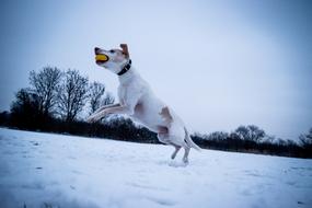 Dog Jump snow