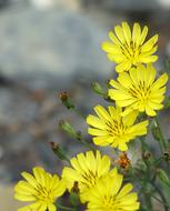Knife Heel Grass Compositae Herb