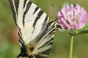 irresistible Butterfly Insect Wing