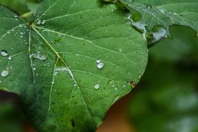 Nature Autumn Rain