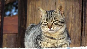 photo of resting domestic cat with closed eyes