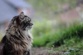 Profile portrait of the beautiful and colorful, cute cat on the grass