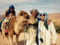 Camel Portrait Desert