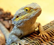 goodly Bearded Dragon Reptile