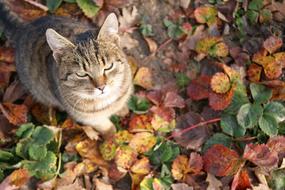 cat sits on strawberry leaves