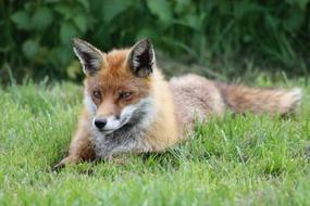 red Fox rests on lawn