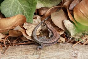 Wall Lizard