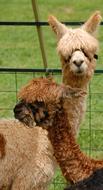 brown alpacas in the corral close-up