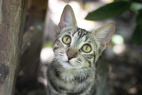 wonderful Cat Feline