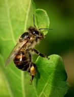 fabulous Bee Forage Macro