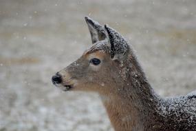 female Deer at Snowy Winter, head close up