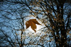 Leaf Sun Yellow