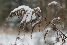 Winter frosty grass