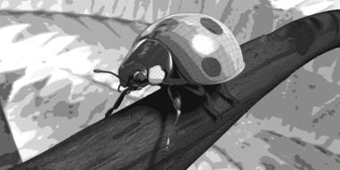 monochrome drawing of a ladybug on a stalk