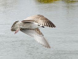 wild bird with a wide wingspan above the water