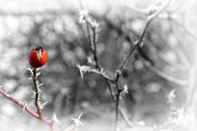 red rose hip on frosted shrub