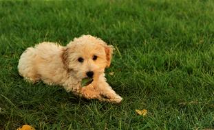 Beautiful and cute, fluffy beige puppy lies on the green lawn