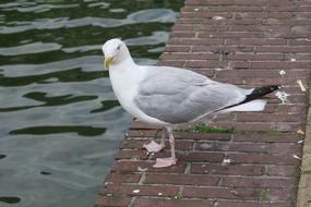 Gull Bird on Water bank