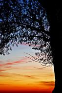 Tree at the Sunset sky