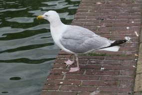 goodly Water Gull